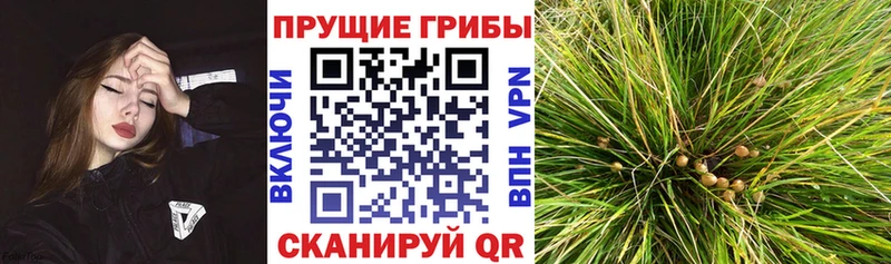 Псилоцибиновые грибы ЛСД наркошоп Керчь